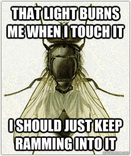 Flies...