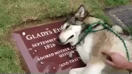 Animals feel emotional pain too. This dog responds to being taken to its owner's grave.