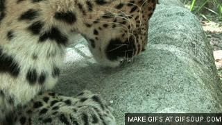 Marmite gives you an epiphany if you are a leopard