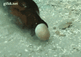 Impressive skills
