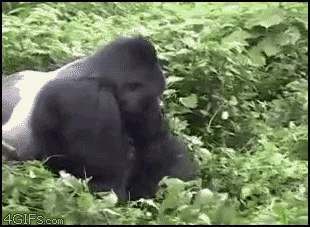 Gorilla Vs Man