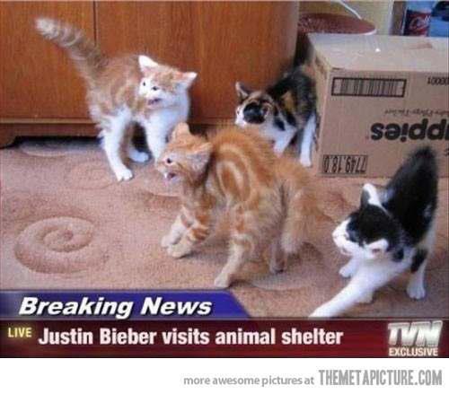 Poor kitties
