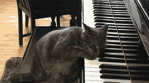 What a musical cat
