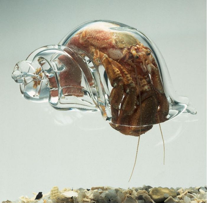 A glass home for Mr. Crabs