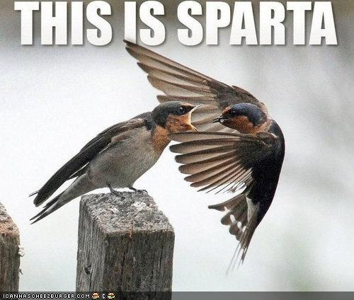 This is Sparta
