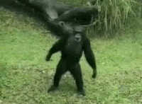 No offence, Cheetah, Tarzan dance Jane.