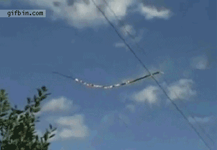 Tree Branch Vs Power Line