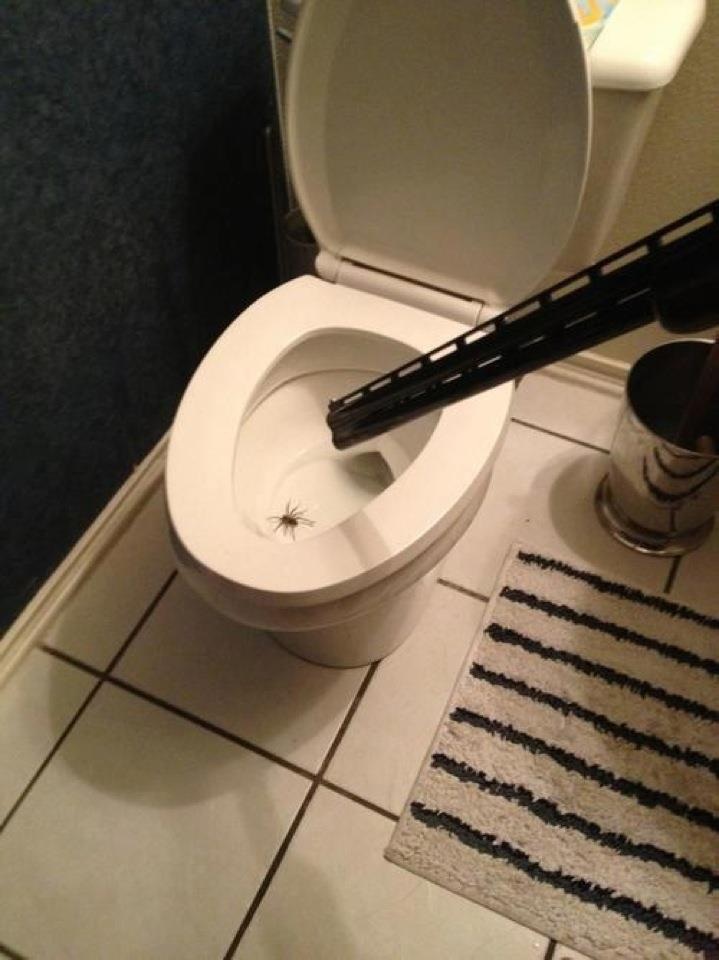 And that is how to kill a huge motherf*ckin spider
