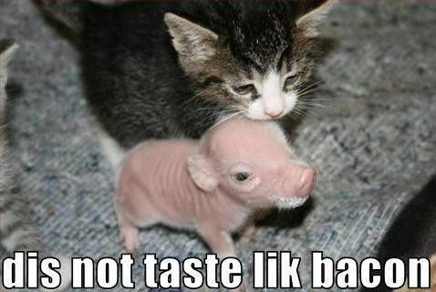 Where's my bacon!?