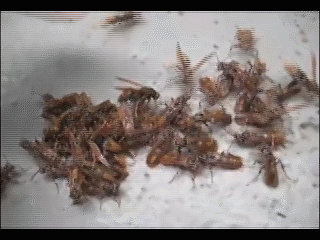 I am a beekeeper myself, but that's some sh*t i wouldn't do