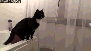Just a cat waves to itself in the mirror