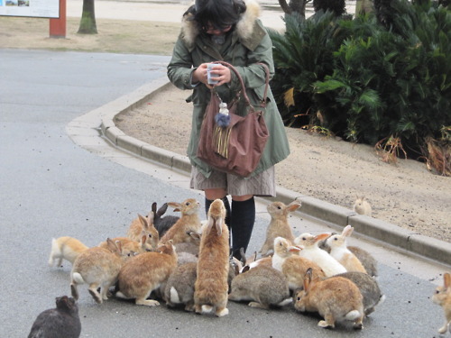Rabbits!