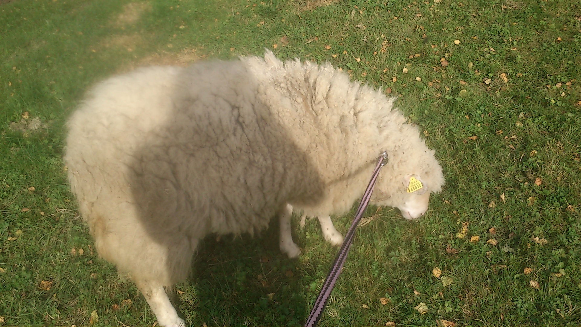 Just walking my sheep