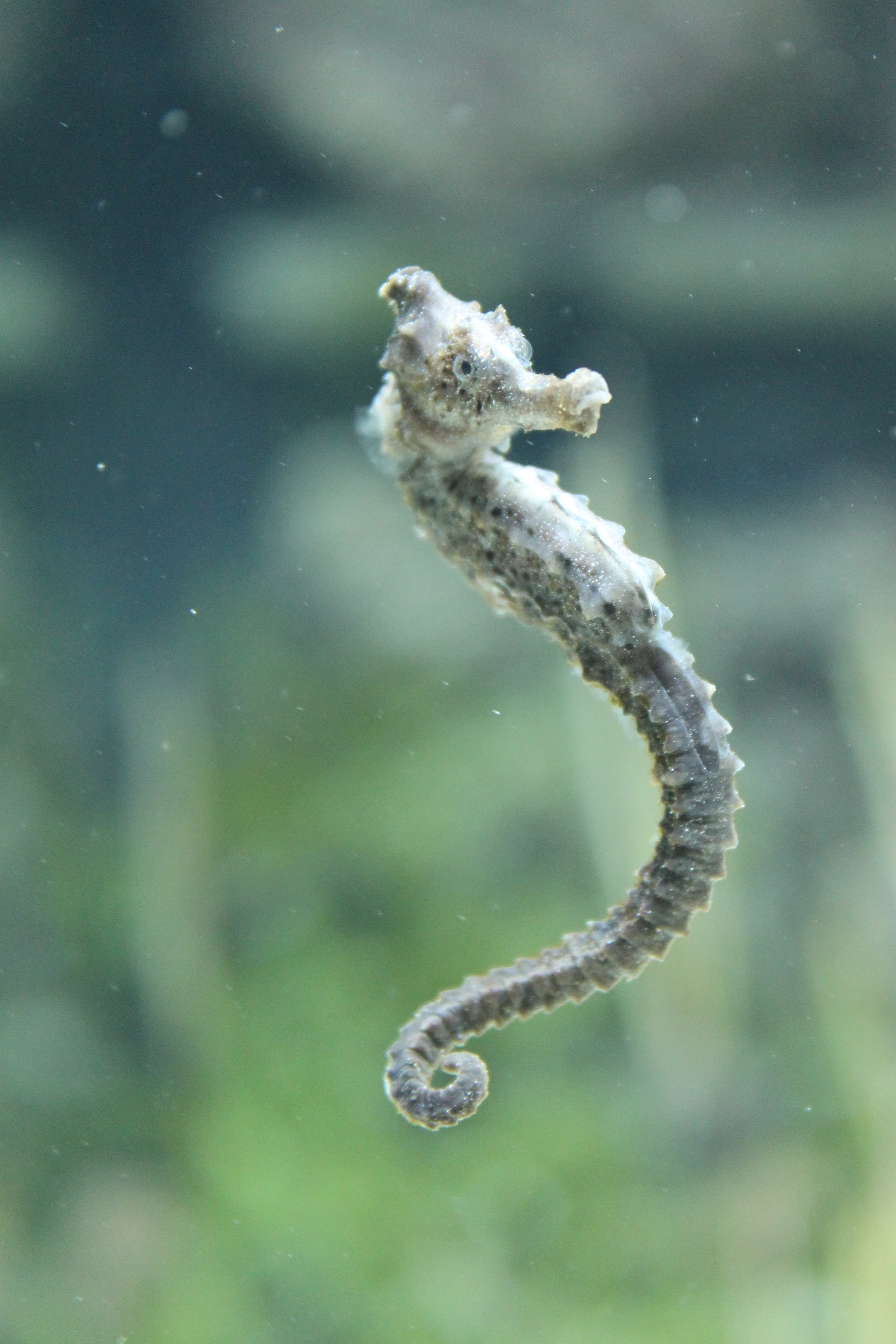 I bring to you: Ridiculously Photogenic Seahorse