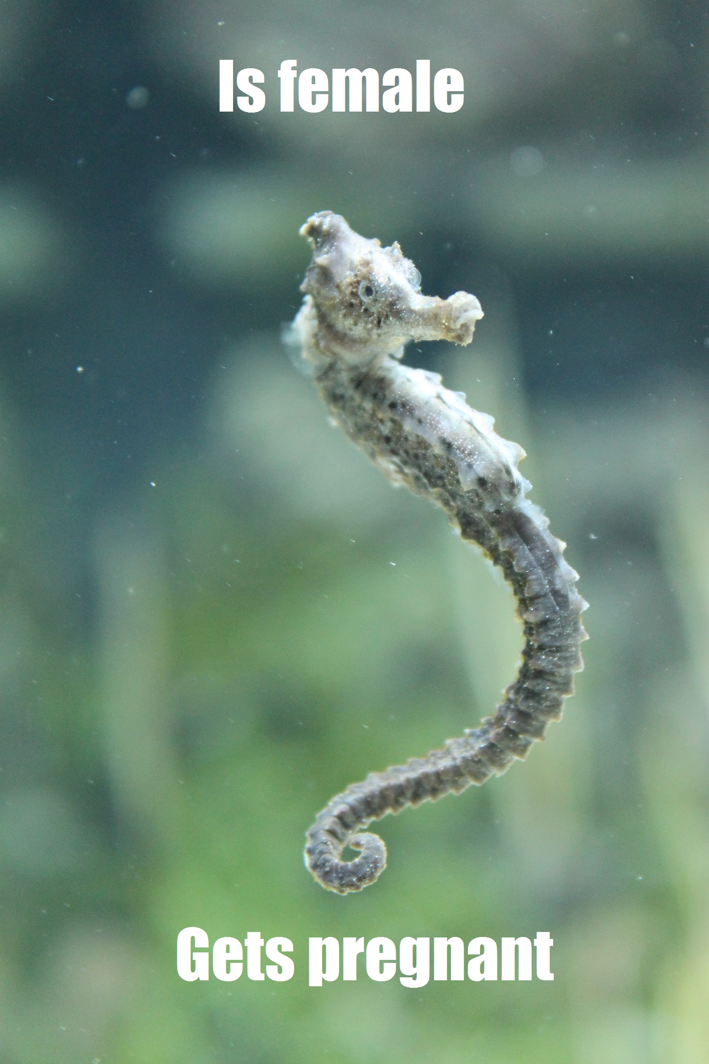 Ridiculously Photogenic Seahorse. :)