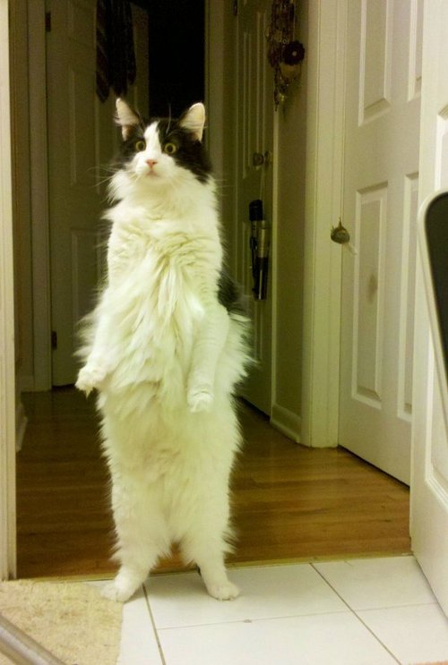 What is he looking at?
