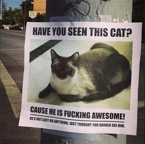Have you seen this cat ?