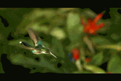 Just a Kolibri doing a backflip in mid-flight
