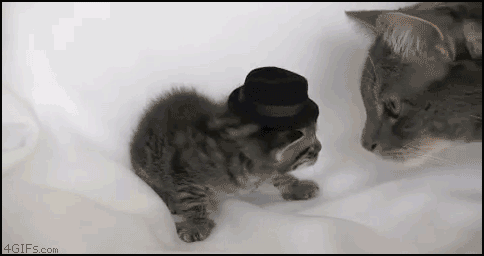 I've had enough of your stupid hats!