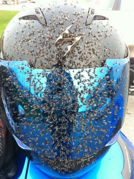 An even better reason to wear a helmet!
