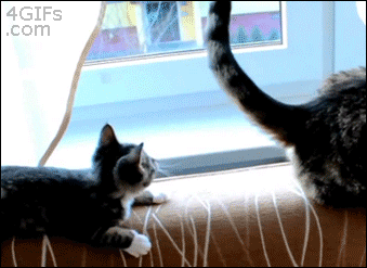 Kitty playing with another cat's tail