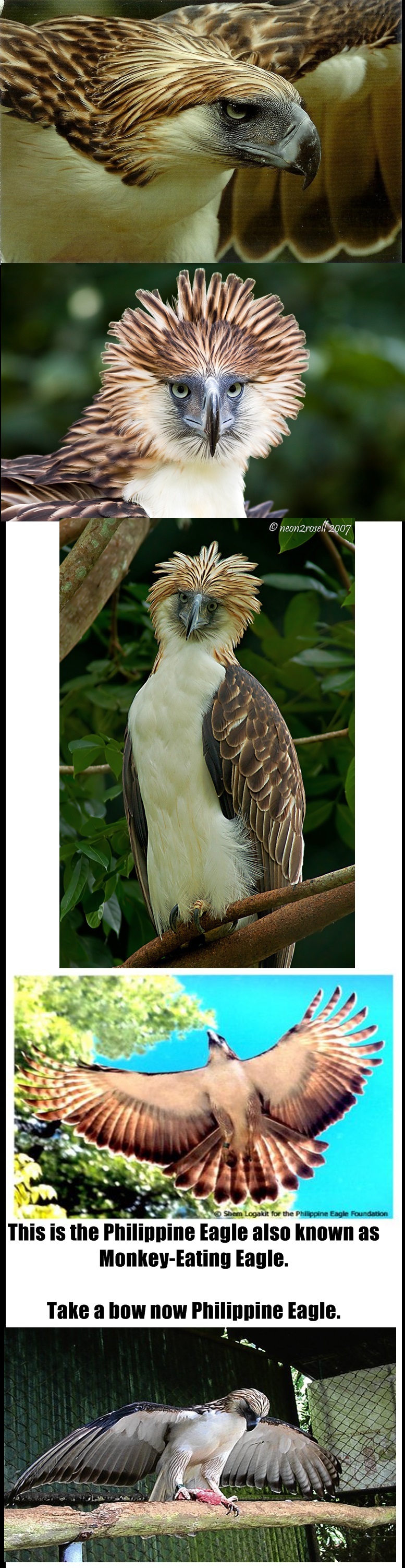 I present to you...The Philippine Eagle..