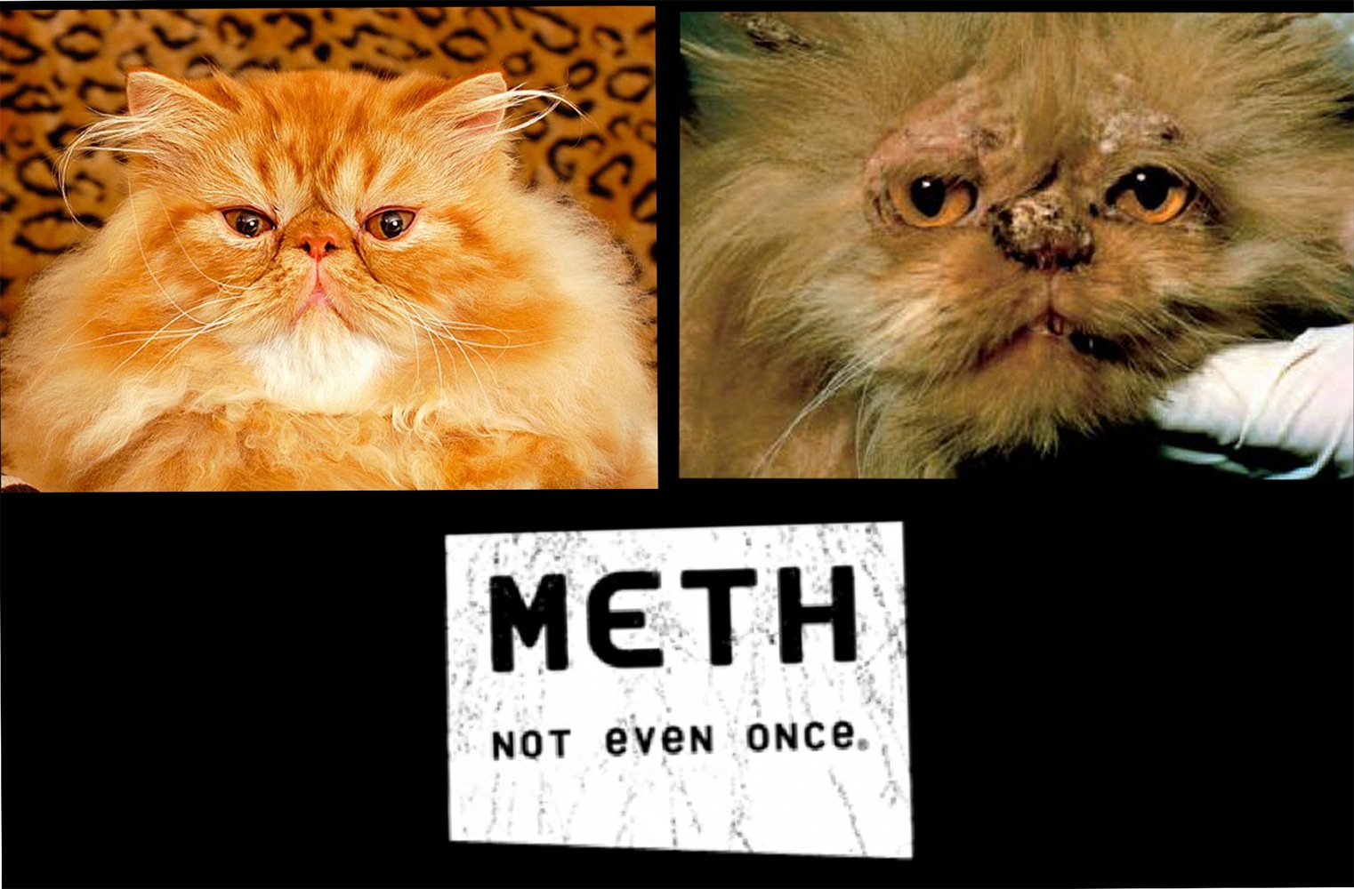 Meth cat