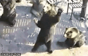 This bear is awesome