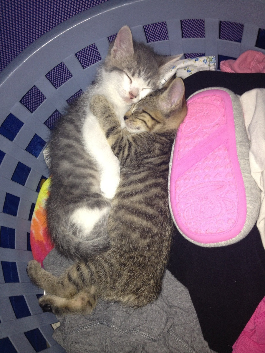 Just went looking for the cats...