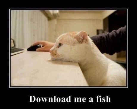 I can has a fish?