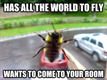 Stupid bee