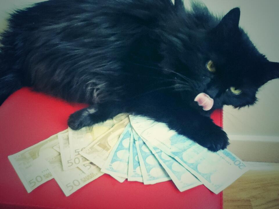 Cats- now available with swag.