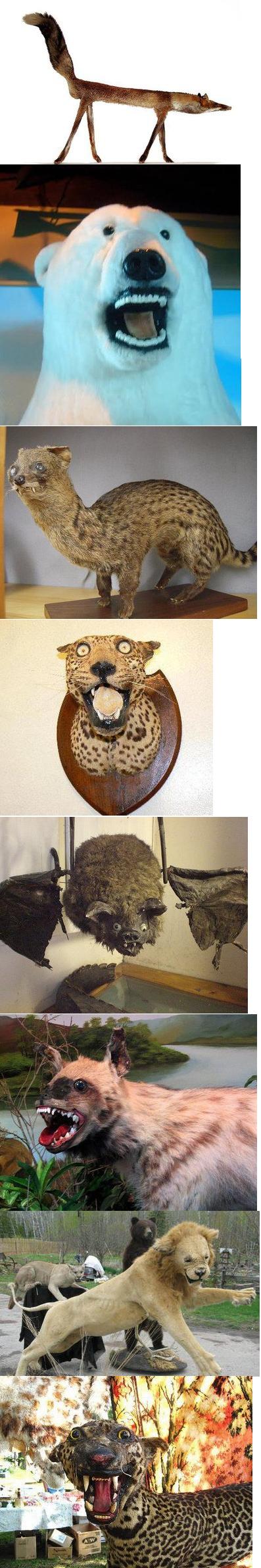 Taxidermy at its best