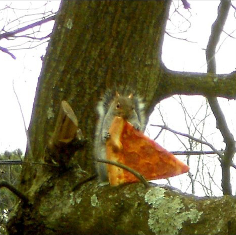 Just a squirrel eating pizza