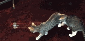 Let's have a glass of cat