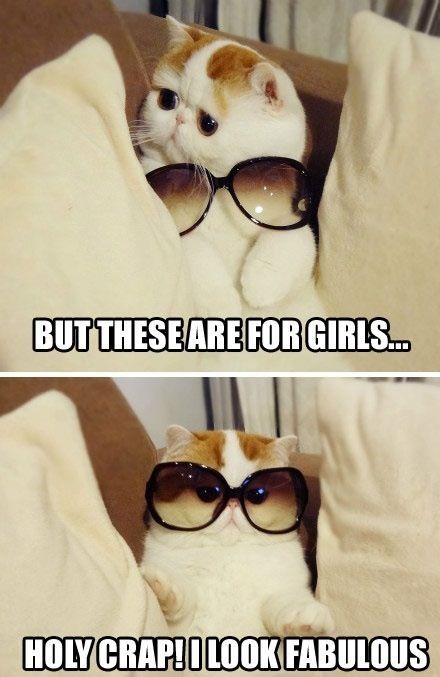 Fab little puss