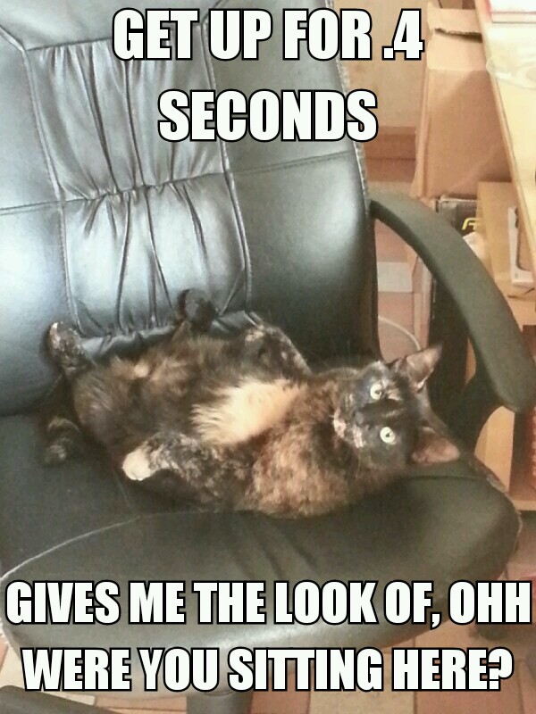Scumbag cat