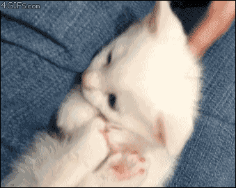 Silly kitty, your foot isn't food