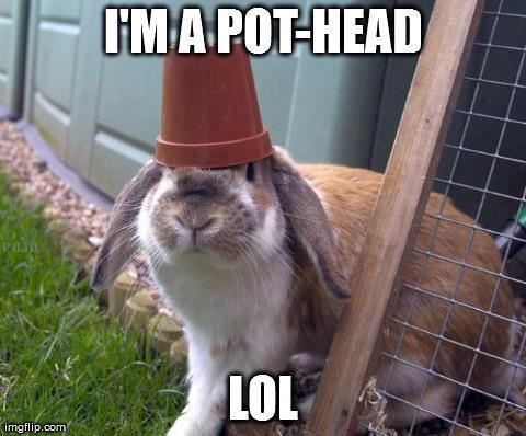 White rabbit got high