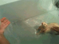 Cute ferret! (is that how you spell it?)