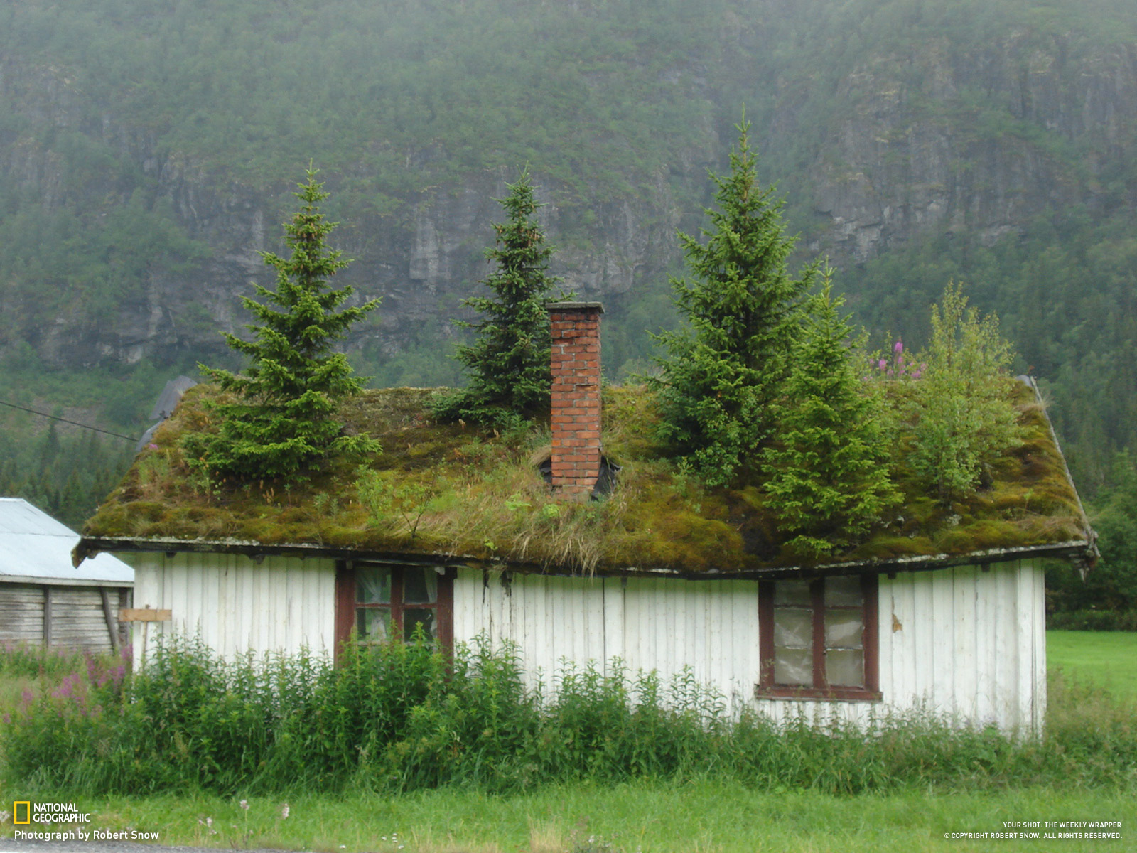 My tree house