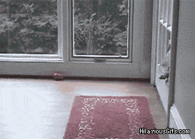 I'm not to big for the cats door