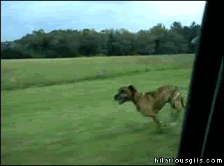 Stupid Dog.