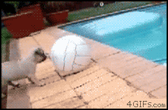 Dogfail..