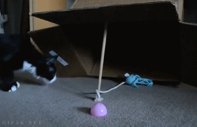 A flawless cat trap