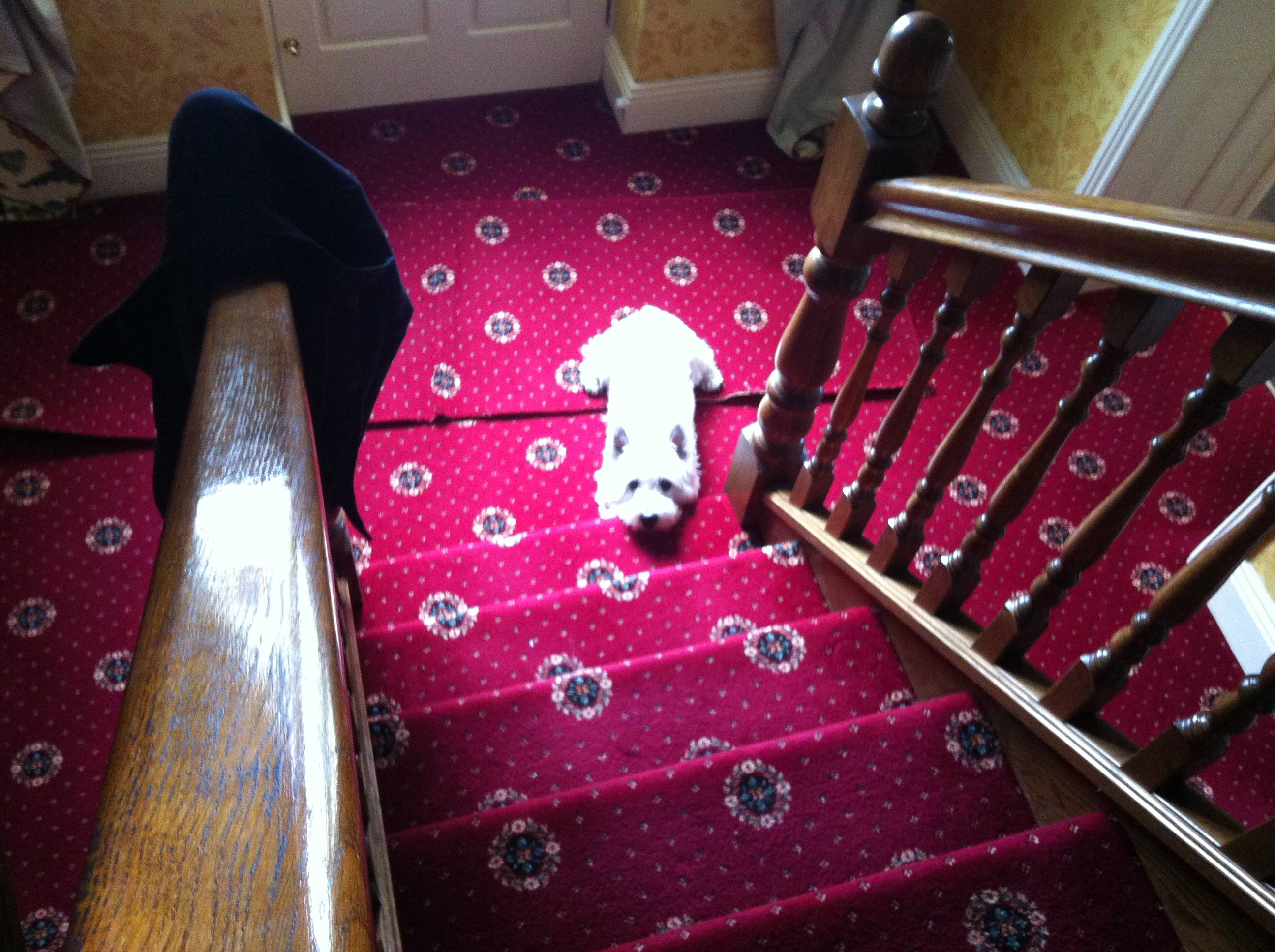Our dog is trained not to go upstairs. This is how he waits for us every morning.
