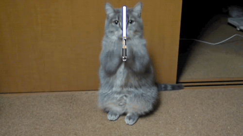 Cat is ready for Jedi training!