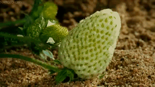 Growing strawberry.