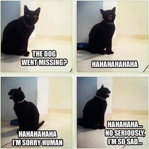 Cats ...