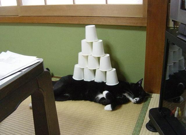 Nothing Interrupts His Naps.